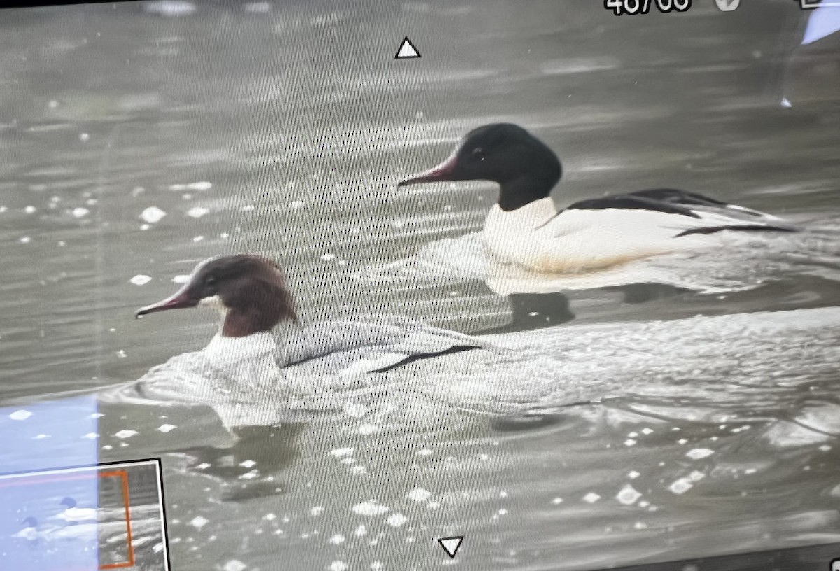 Grand Harle (merganser/orientalis) - ML646753326