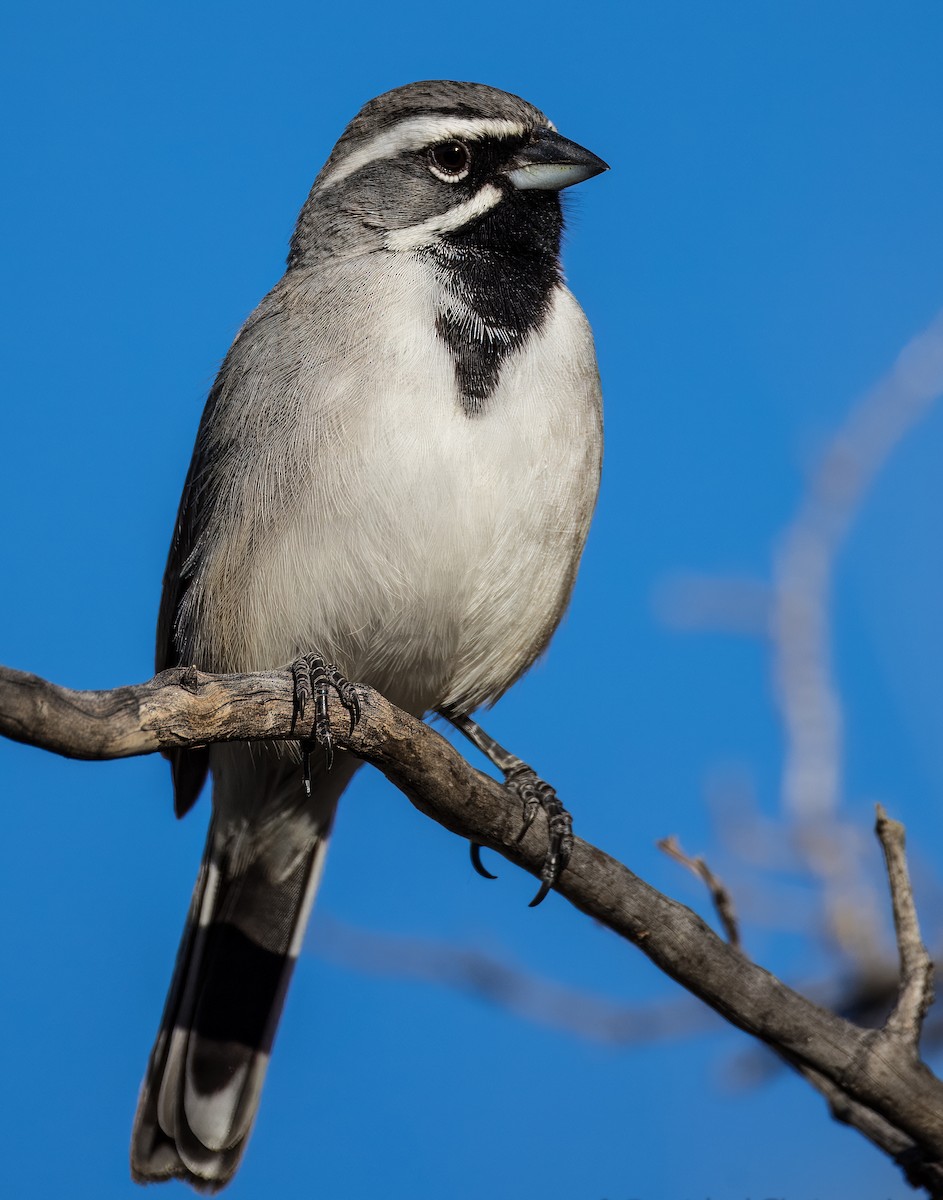 Black-throated Sparrow - ML646753327