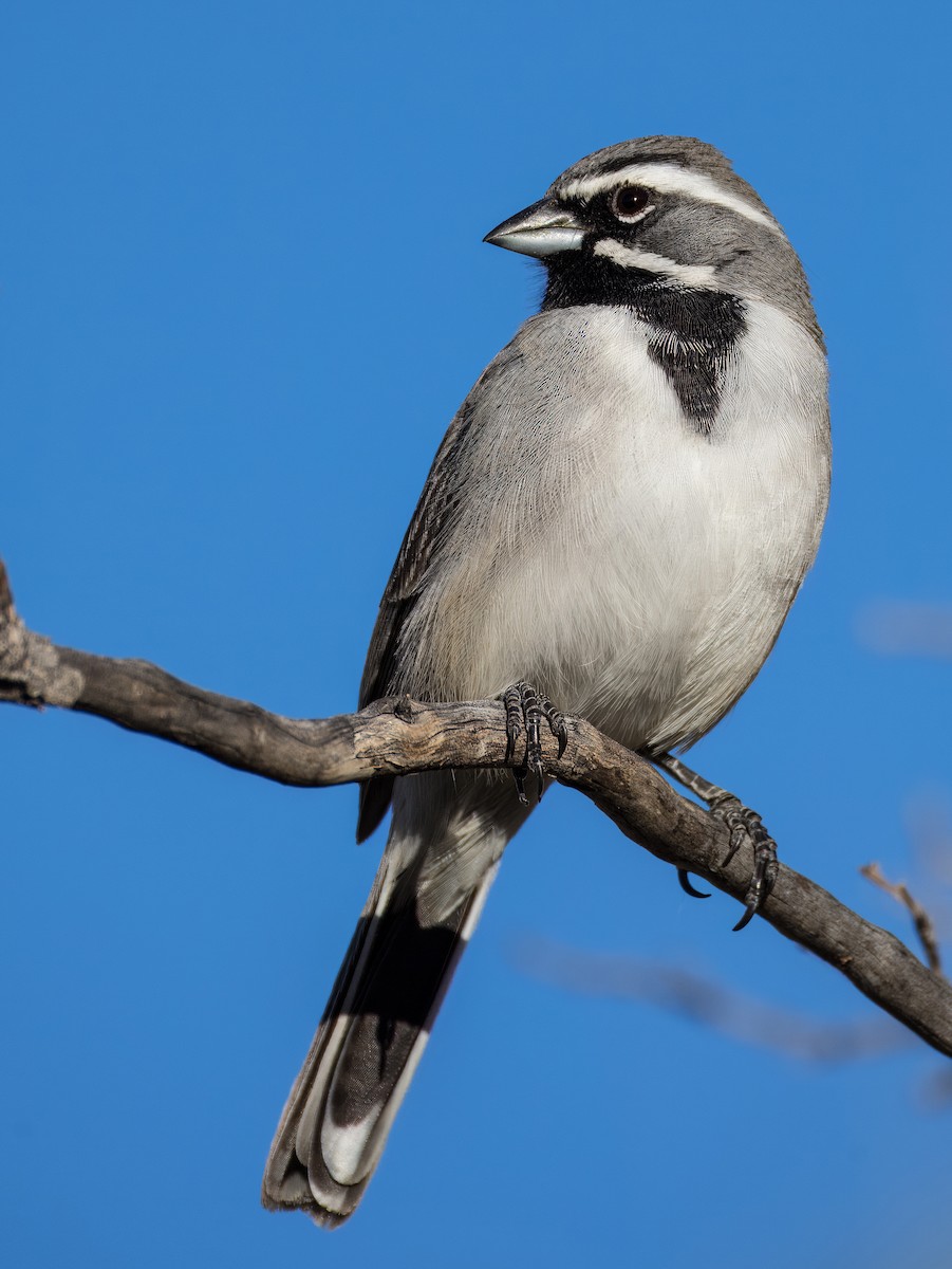 Black-throated Sparrow - ML646753328