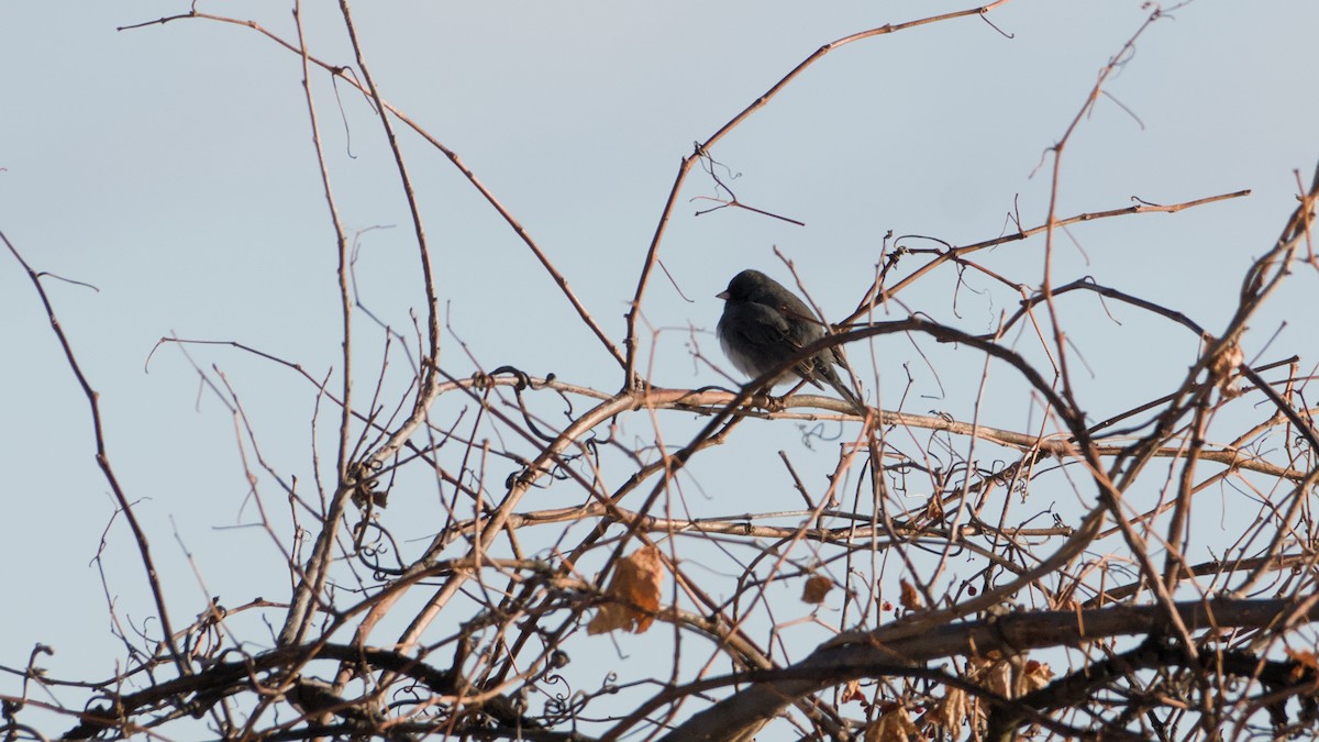 strnadec zimní - ML646753329