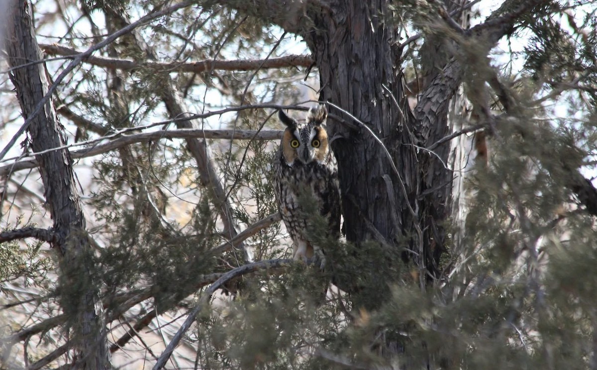 Long-eared Owl - ML646753330