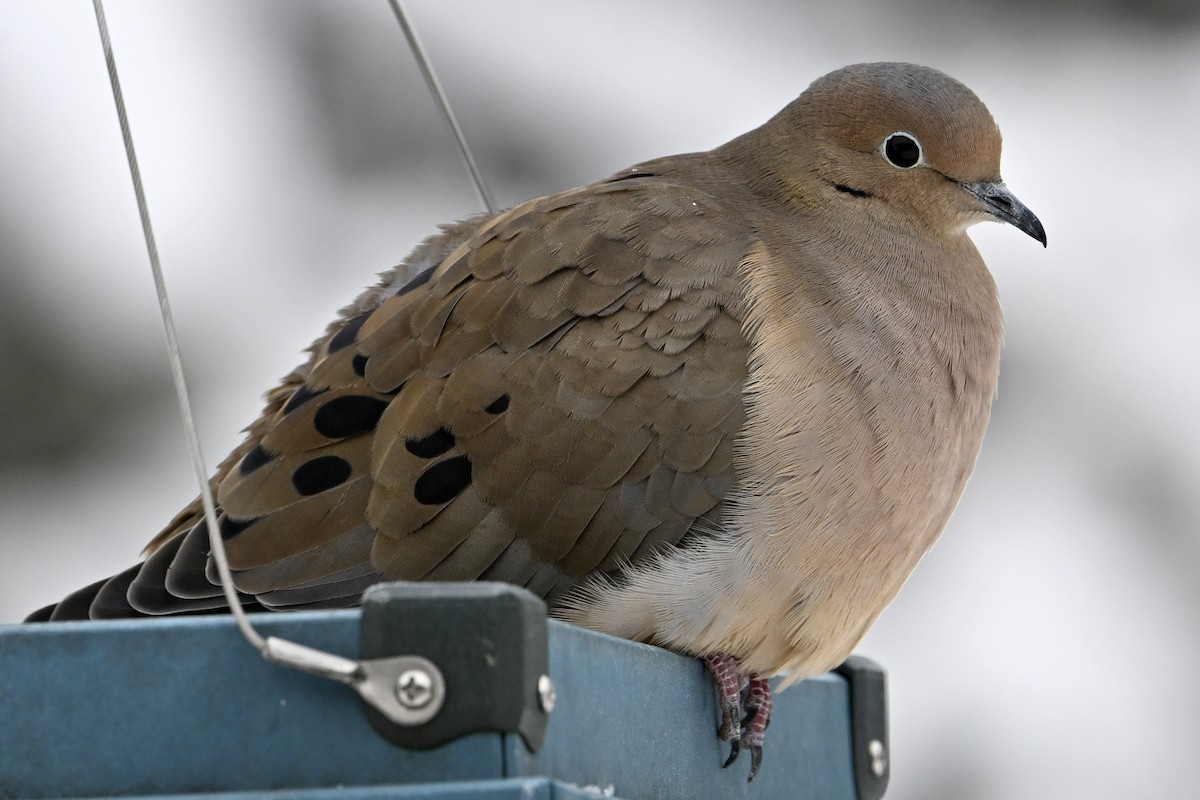 Mourning Dove - ML646753334