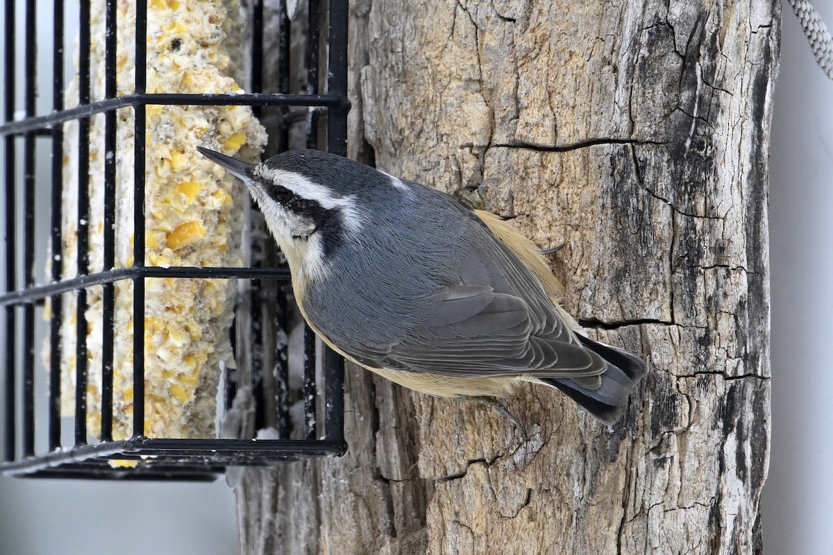 Red-breasted Nuthatch - ML646753339