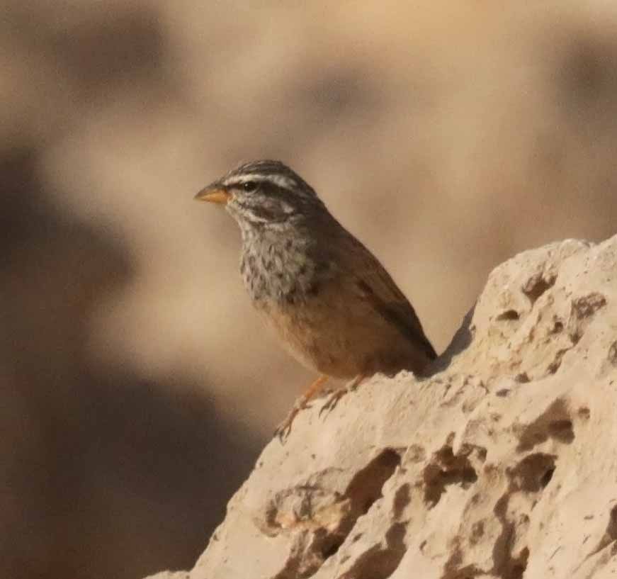 Пёстрая овсянка - ML646753344