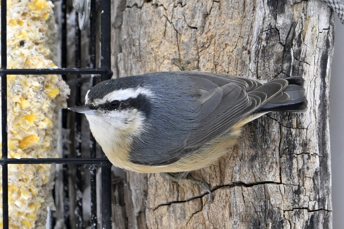 Red-breasted Nuthatch - ML646753345