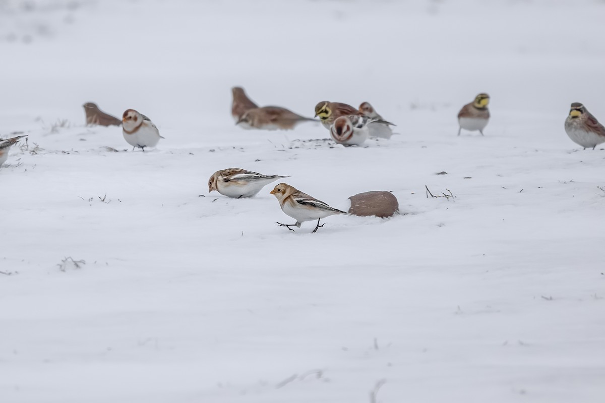 snøspurv - ML646753347