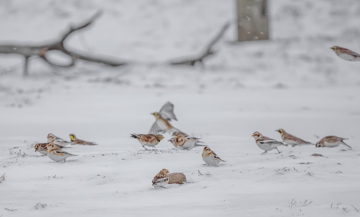 snøspurv - ML646753348