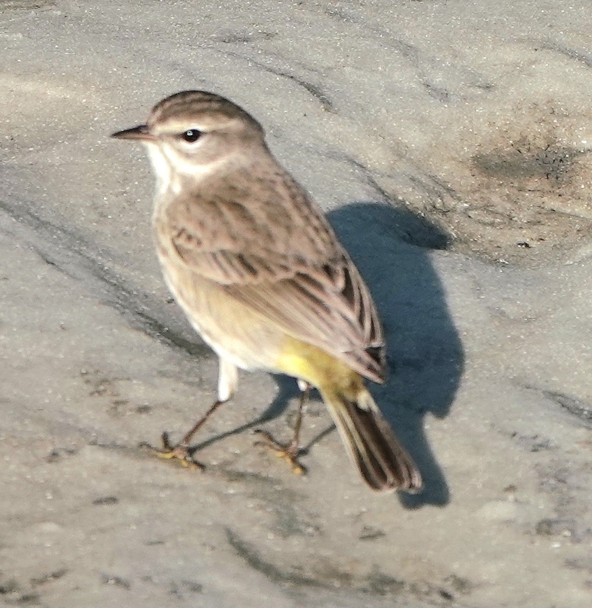 Palm Warbler - ML646753349