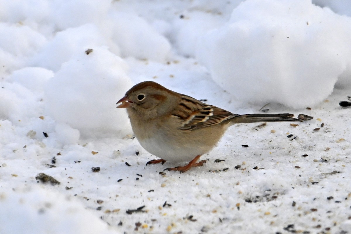 Field Sparrow - ML646753350