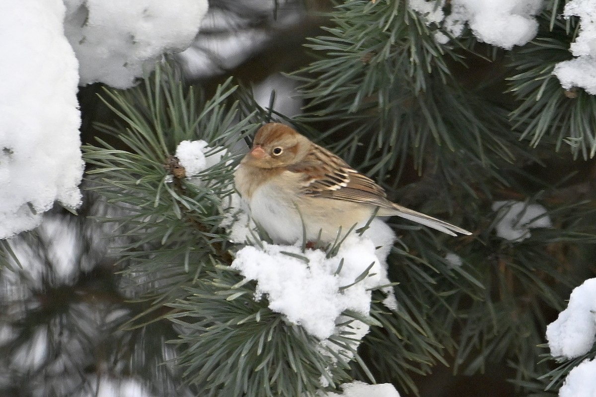 Field Sparrow - ML646753355