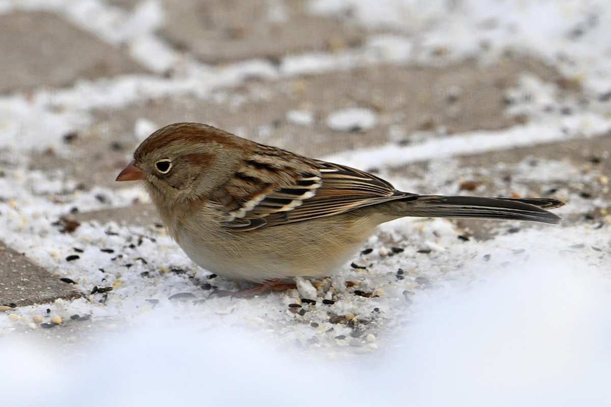 Field Sparrow - ML646753356