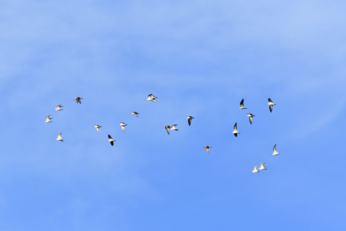 Killdeer - ML646753359