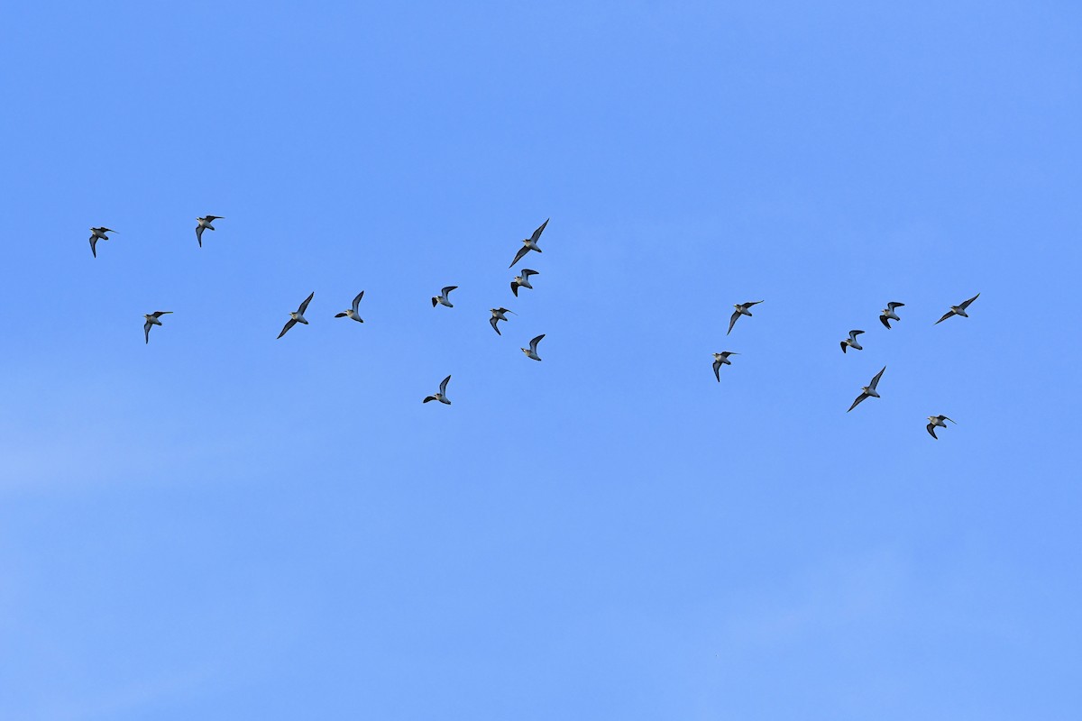 Killdeer - ML646753360