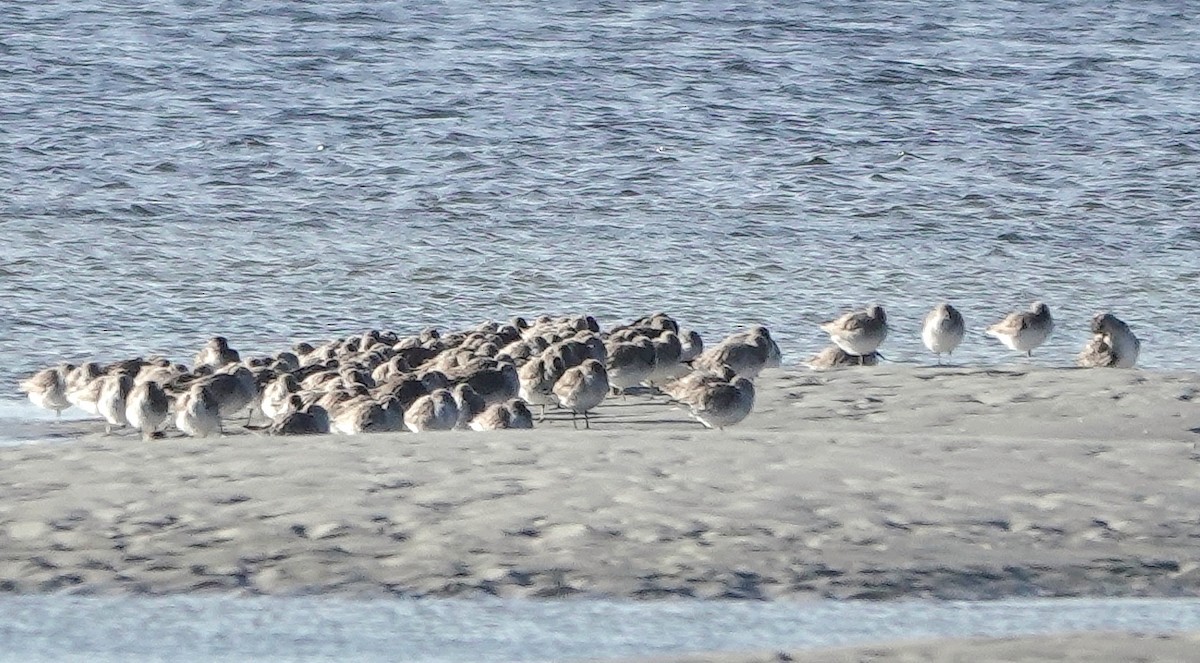 Red Knot - ML646753361