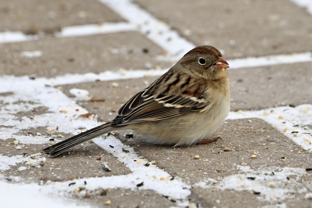 Field Sparrow - ML646753363