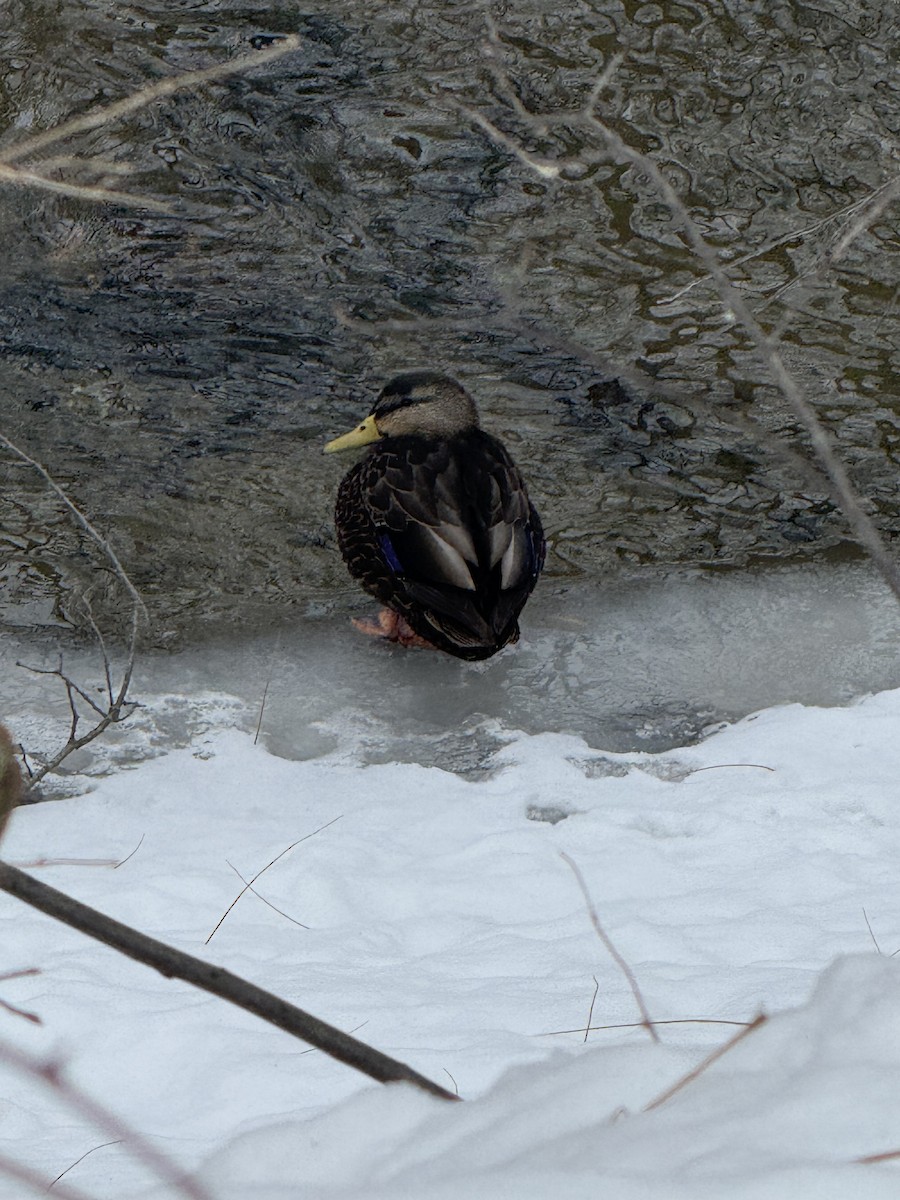 American Black Duck - ML646753366