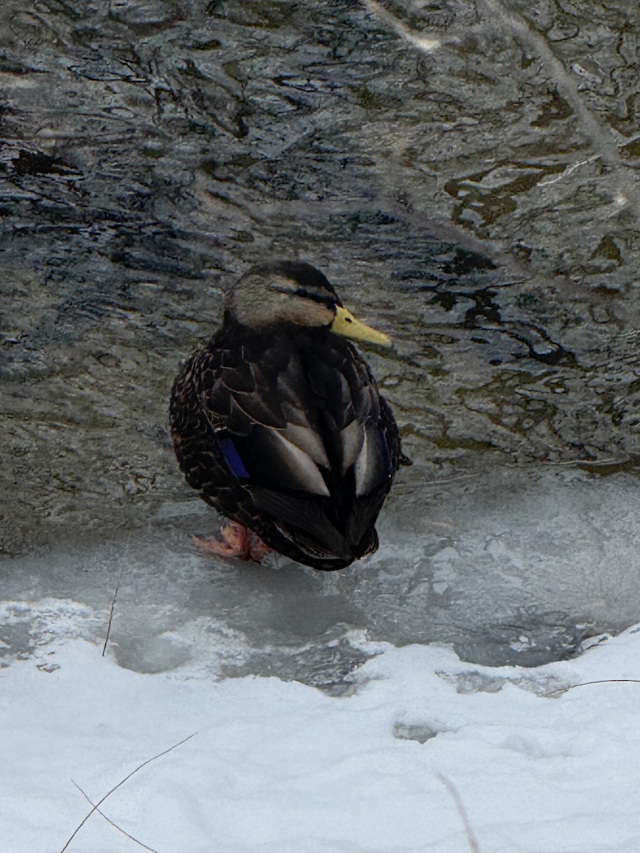 American Black Duck - ML646753367