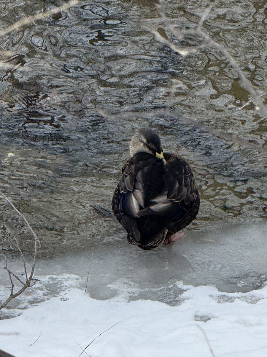 American Black Duck - ML646753368