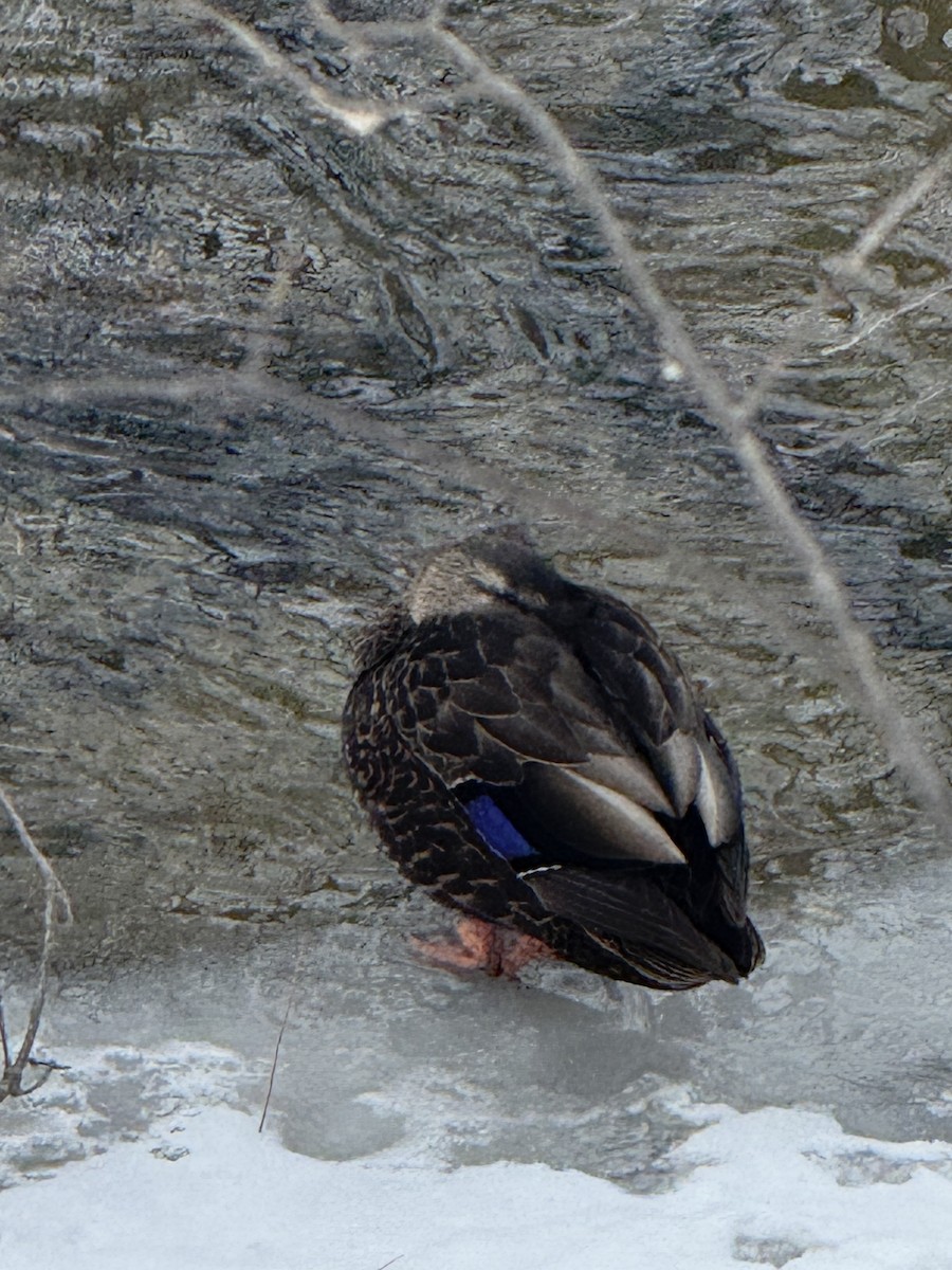 American Black Duck - ML646753369