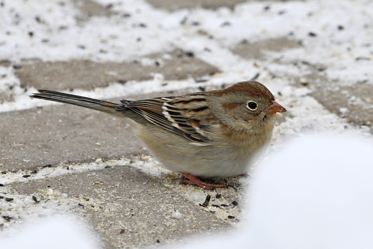 Field Sparrow - ML646753374