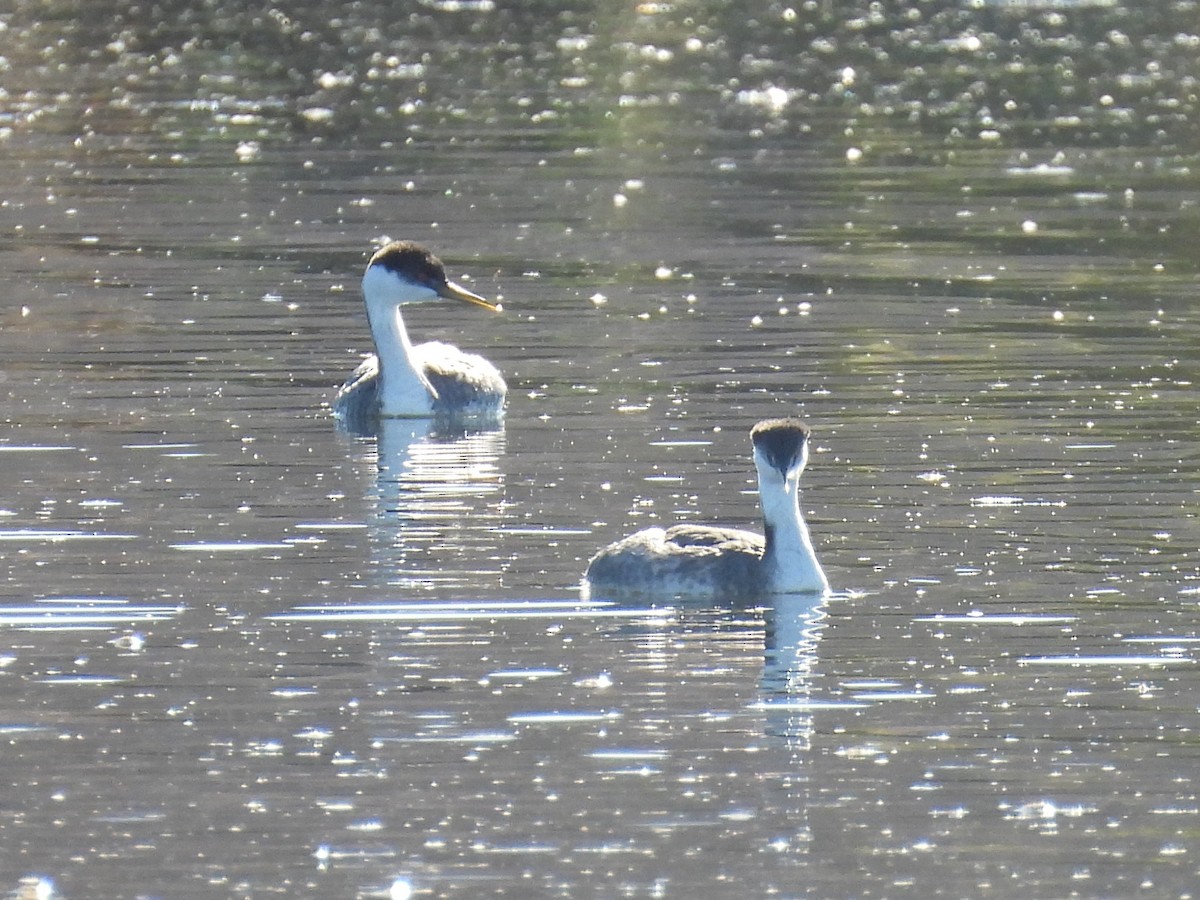 Western Grebe - ML646753375