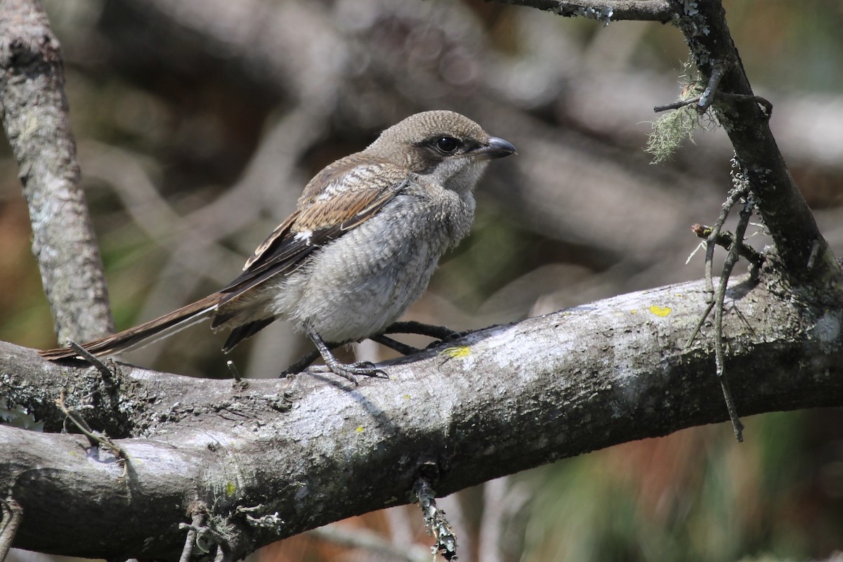 Fiskalwürger - ML646753376