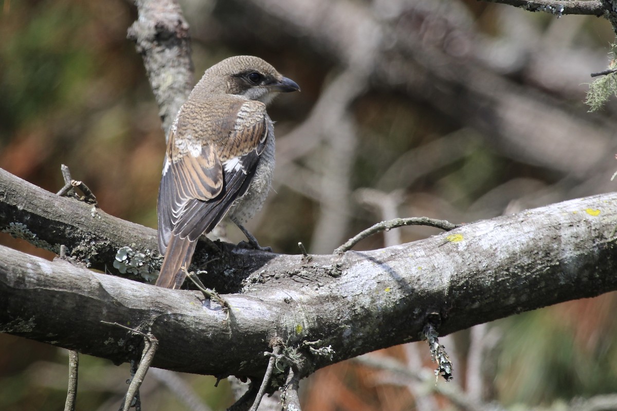 Fiskalwürger - ML646753377