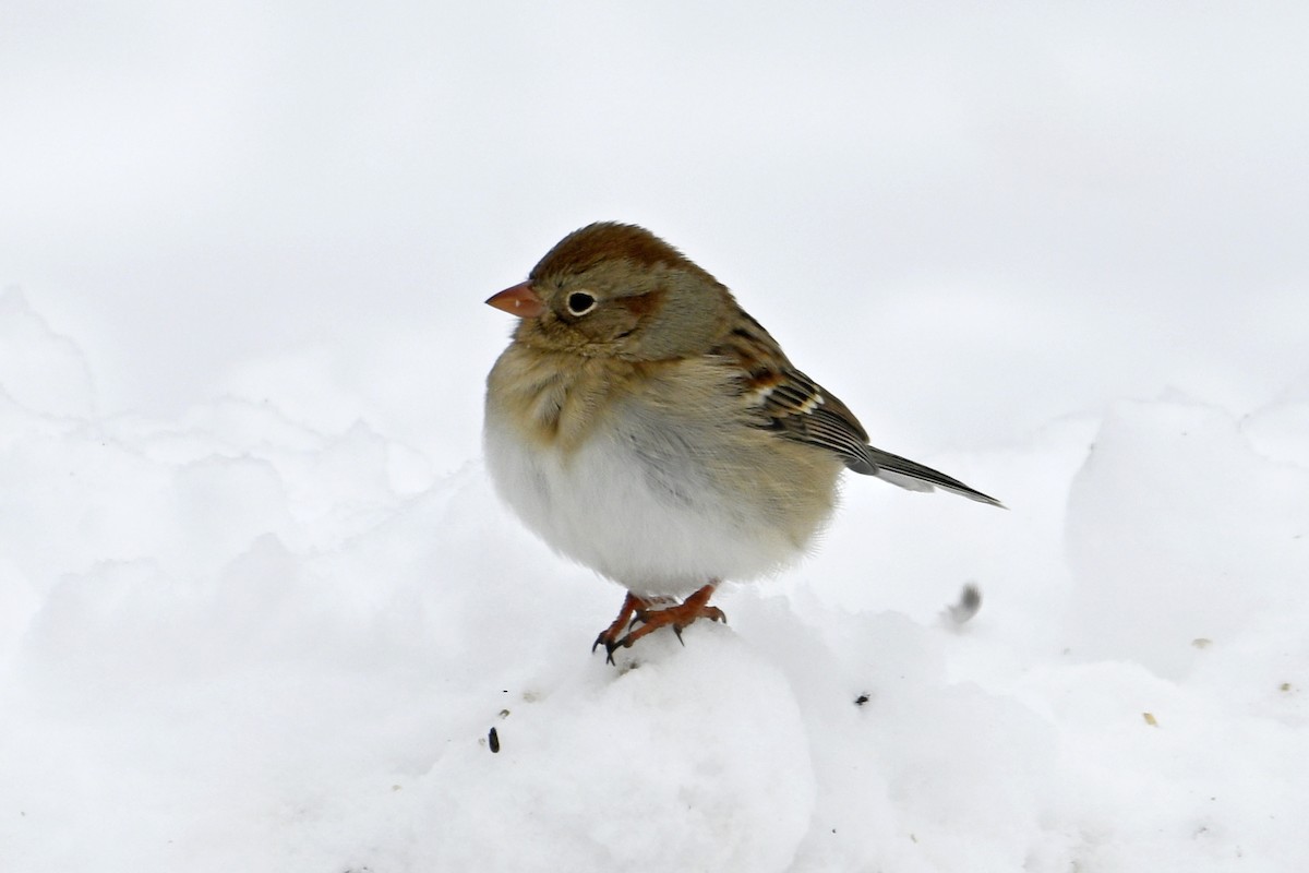 Field Sparrow - ML646753378