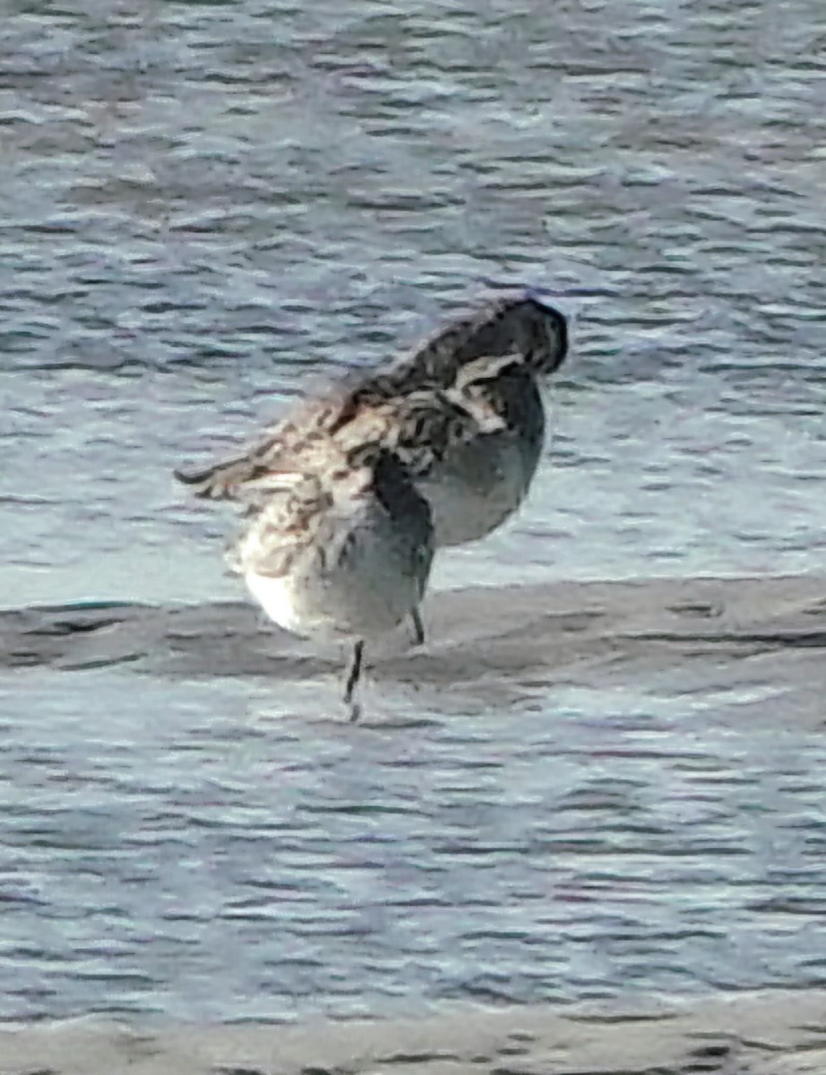 Red Knot - ML646753380