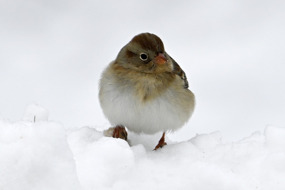 Field Sparrow - ML646753383