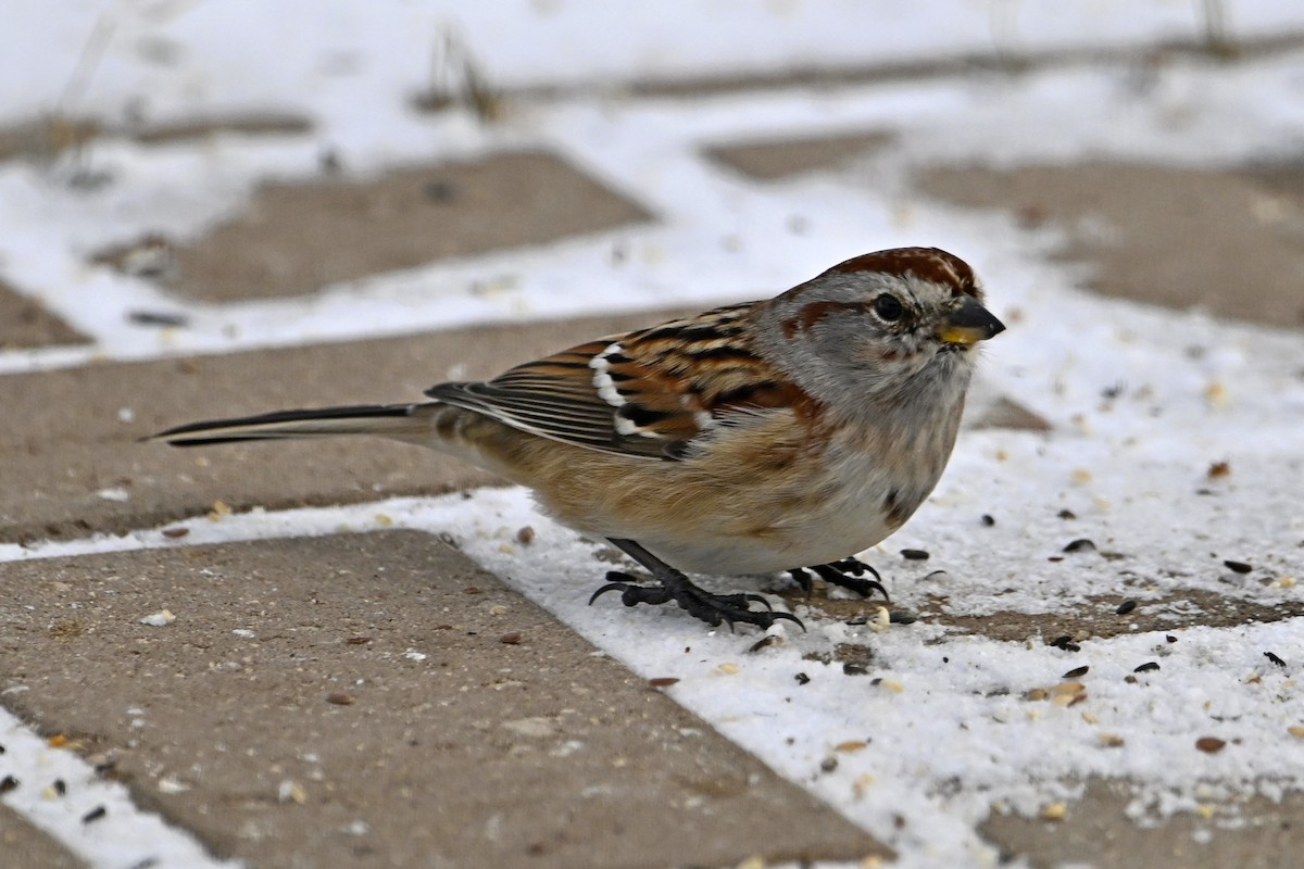 American Tree Sparrow - ML646753391