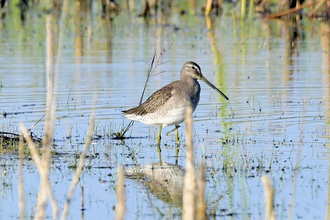 Limnodromo pettorossiccio - ML646753392