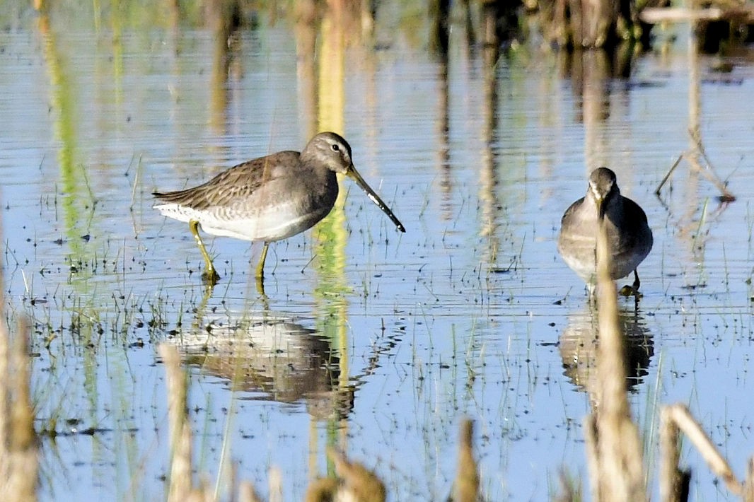 Limnodromo pettorossiccio - ML646753393