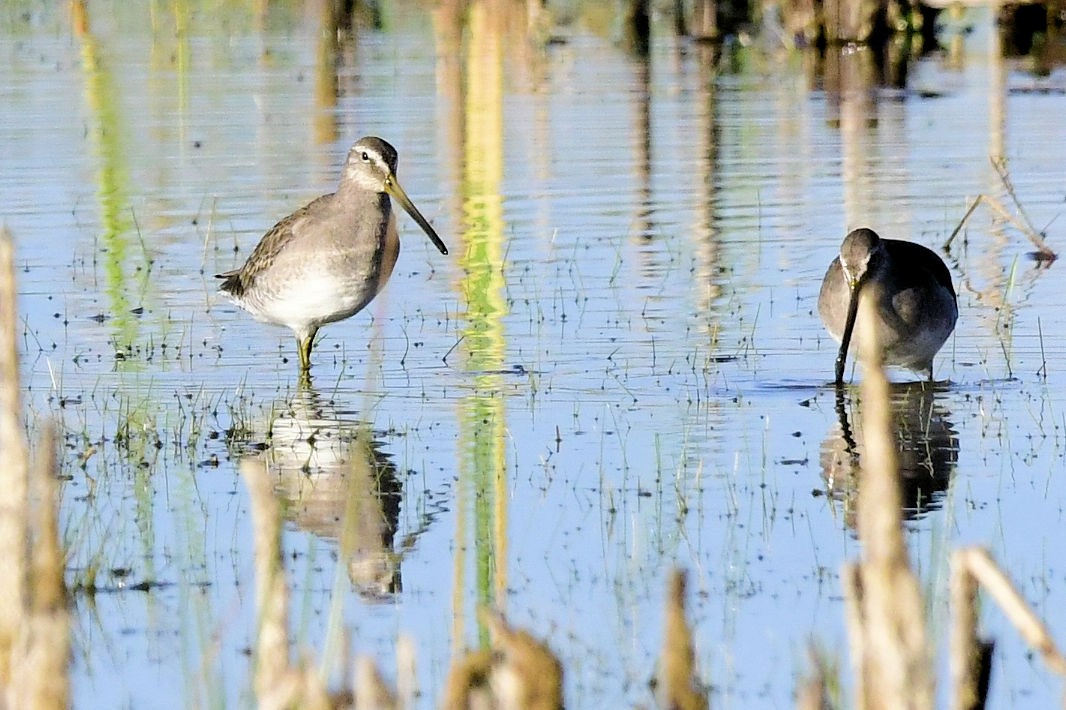 Limnodromo pettorossiccio - ML646753394