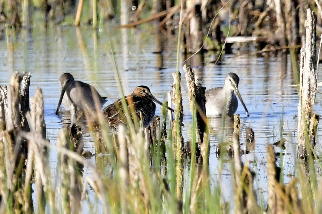 Limnodromo pettorossiccio - ML646753395