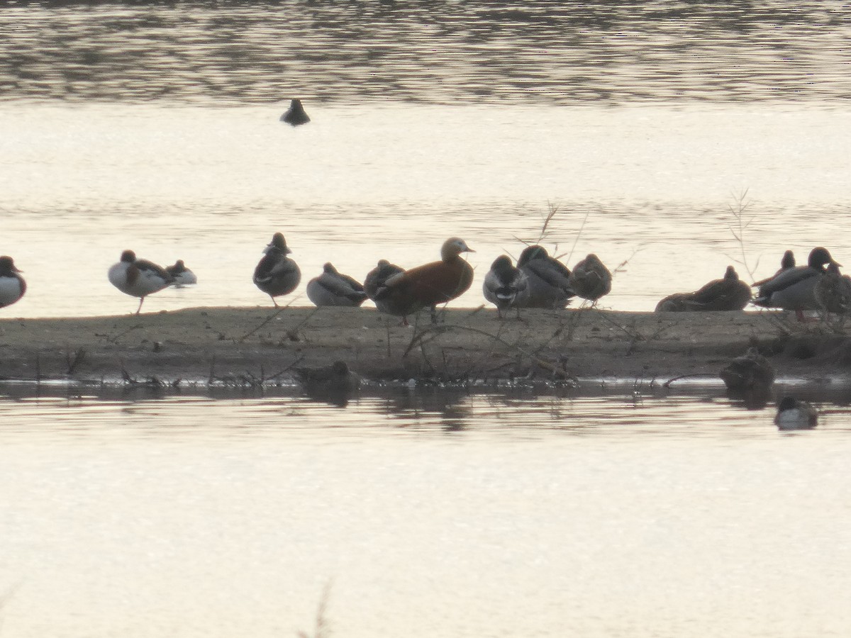 Paita gorrizta - ML646753396