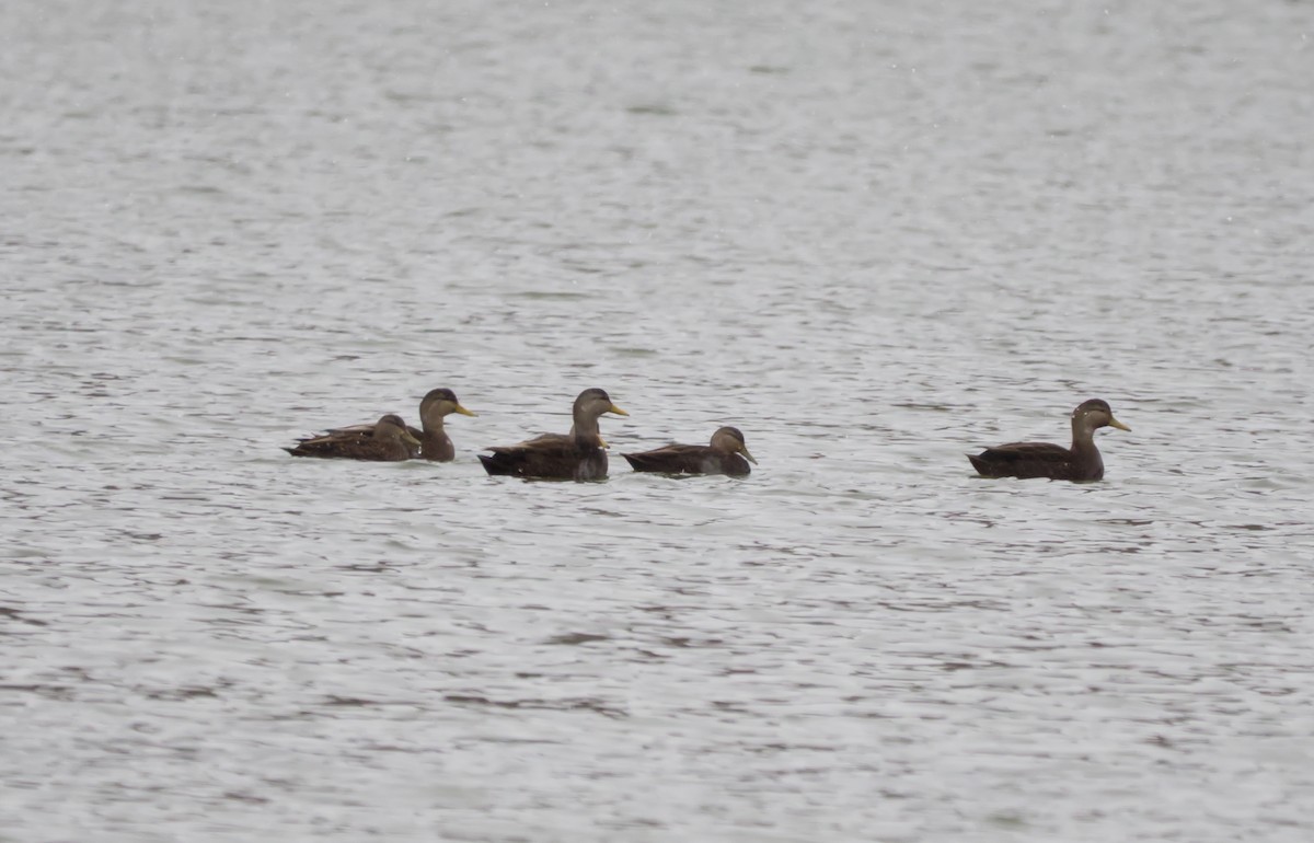 American Black Duck - ML646753398