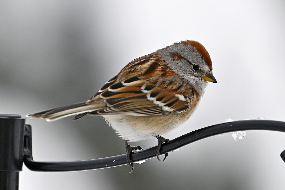 American Tree Sparrow - ML646753399