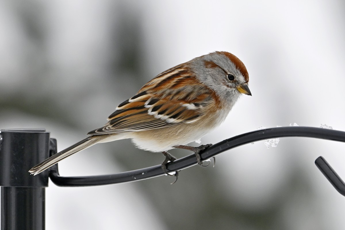 American Tree Sparrow - ML646753401