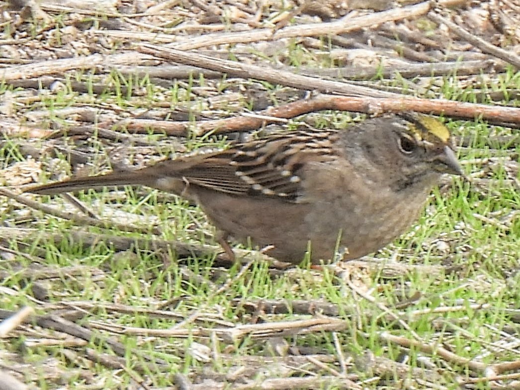 Golden-crowned Sparrow - ML646753405