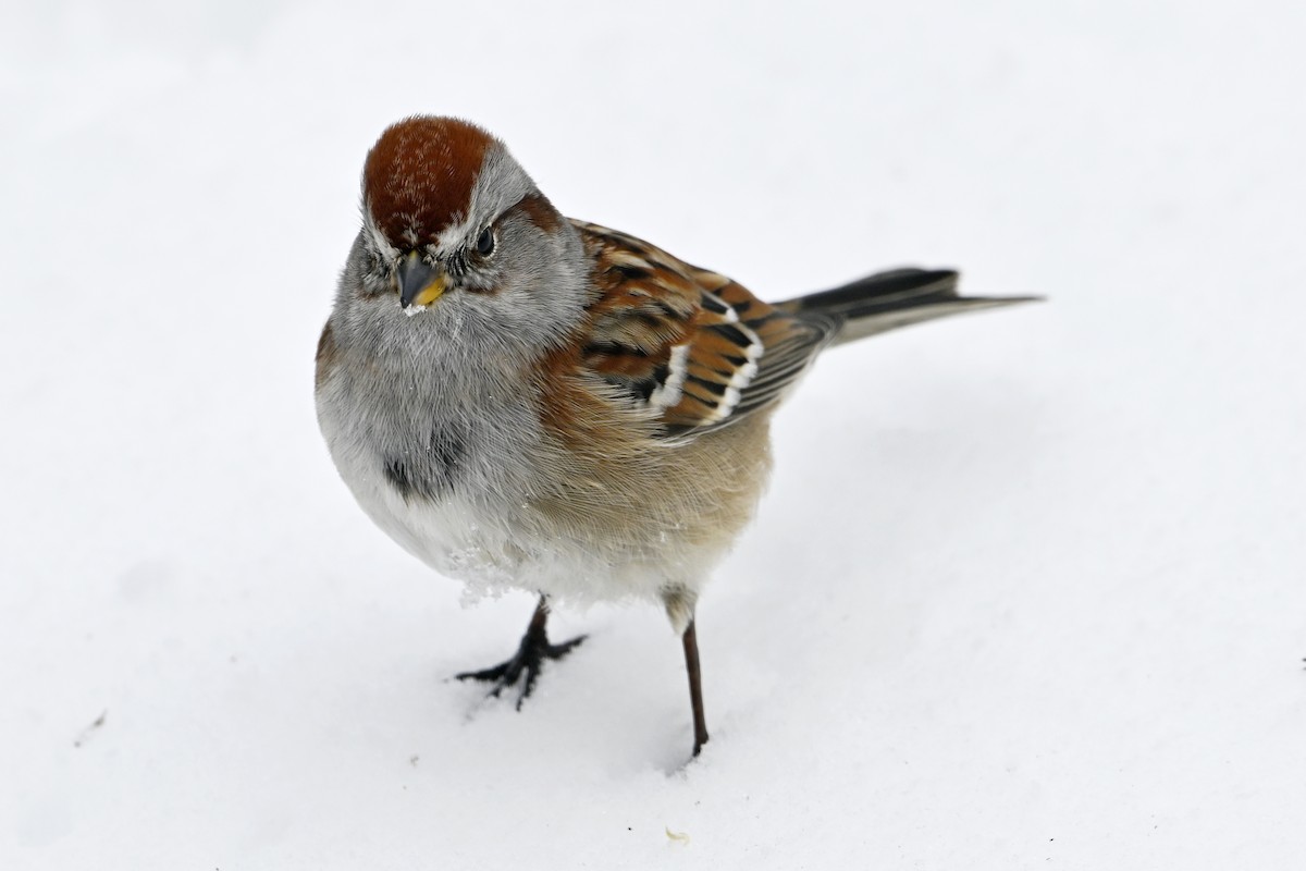 American Tree Sparrow - ML646753407