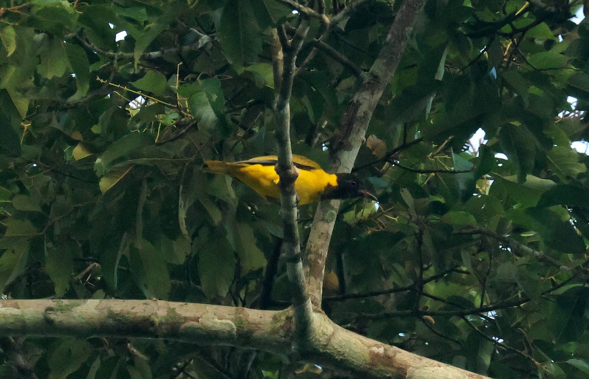 svartvingepirol - ML646753411