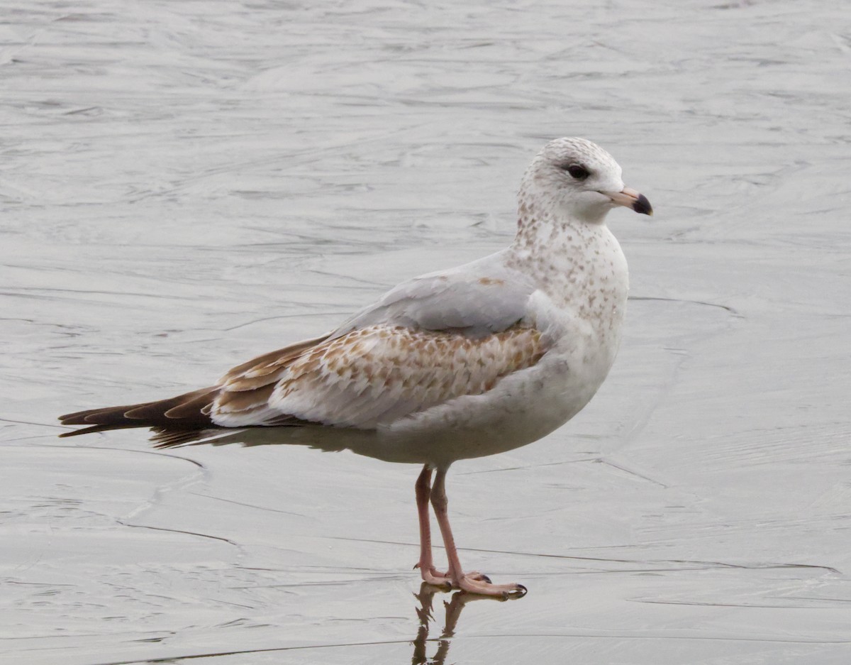 Ring-billed Gull - ML646753412