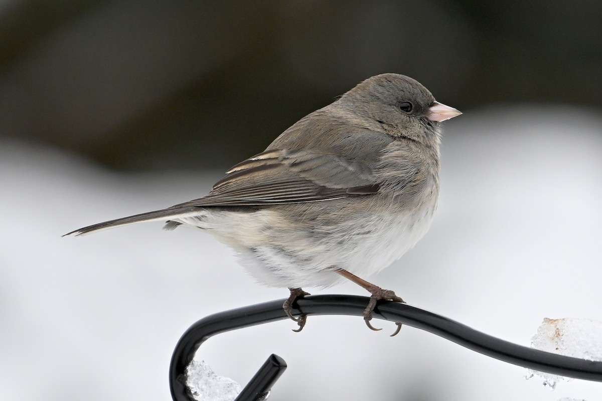 Dark-eyed Junco - ML646753413