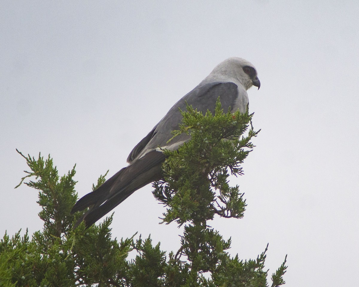 Mississippi Kite - ML646753414