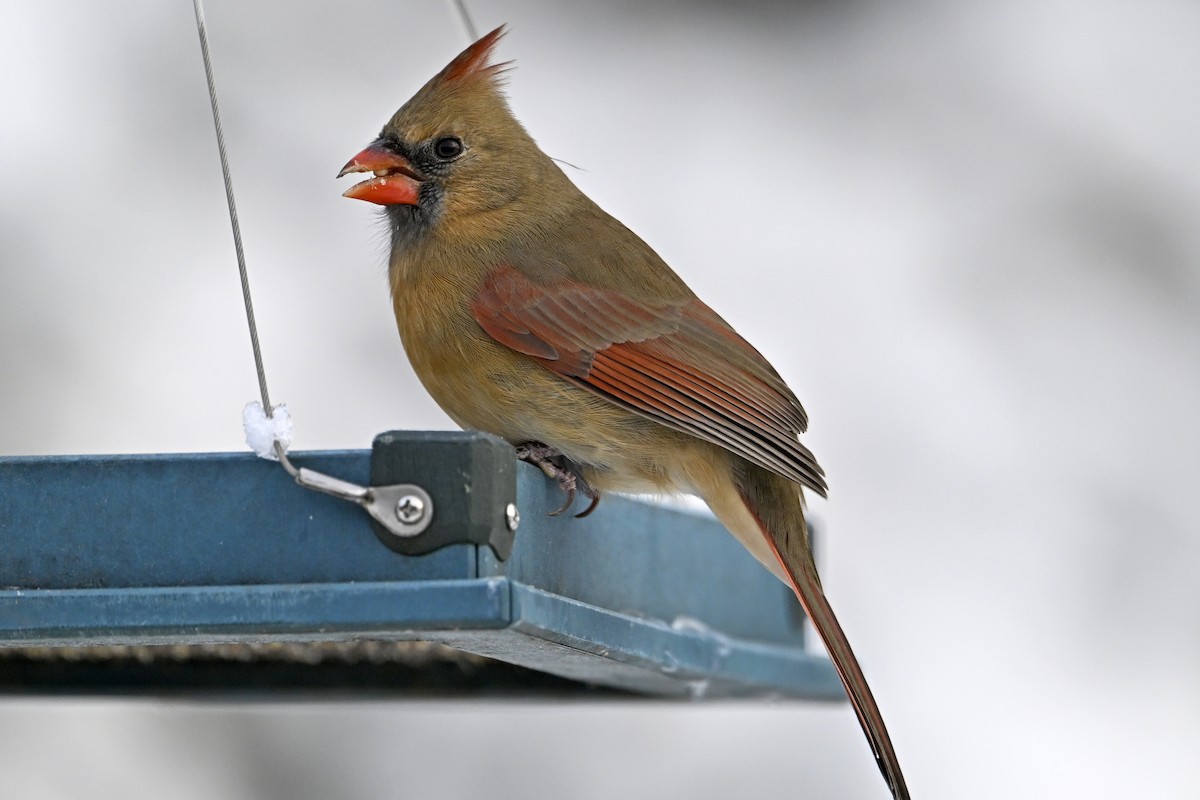 Northern Cardinal - ML646753418