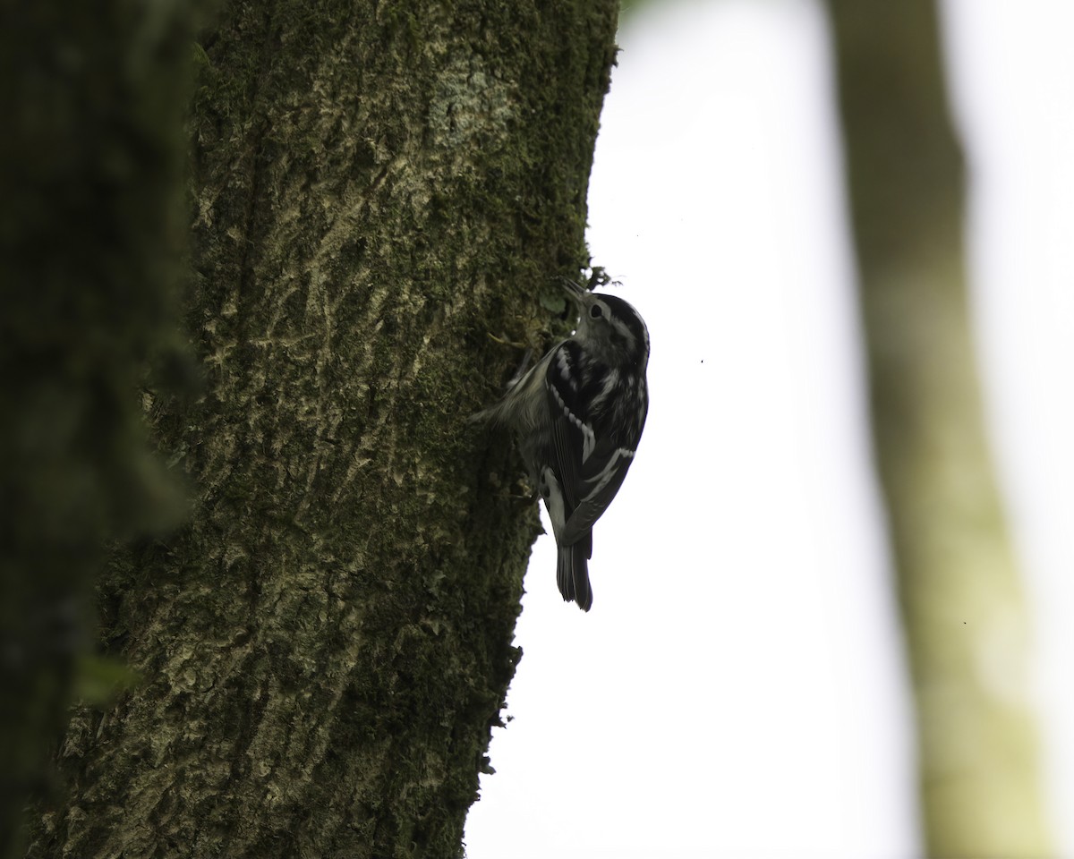 klatreparula - ML646753419