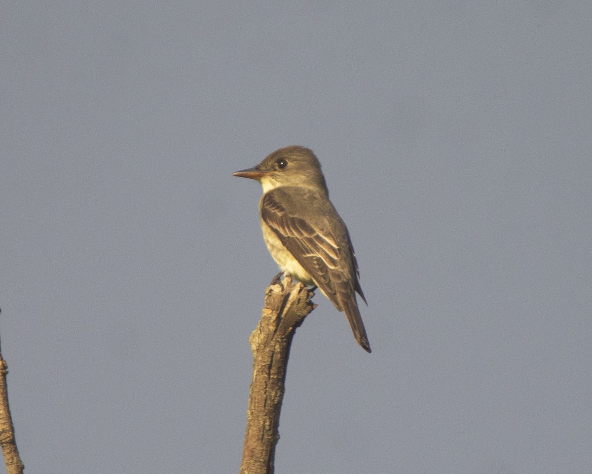 Olive-sided Flycatcher - ML646753420