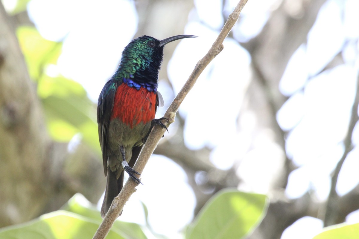 オオゴシキタイヨウチョウ - ML646753423