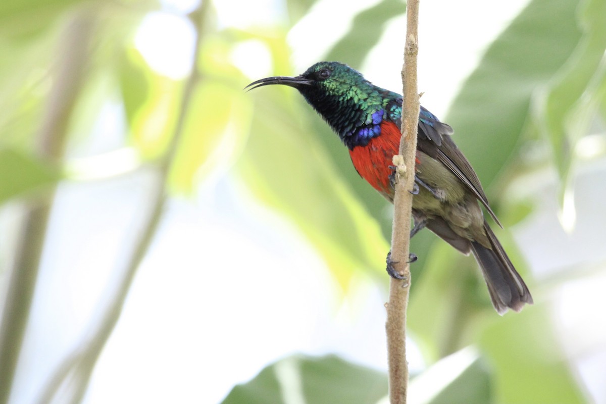 オオゴシキタイヨウチョウ - ML646753424